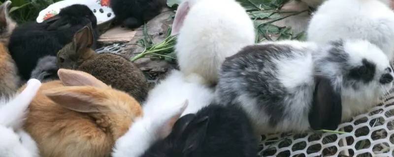 养殖宠物能办创业证吗