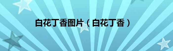 白花丁香图片（白花丁香）