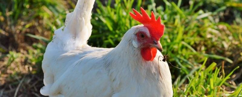 万荣之荣万美之美打一生肖