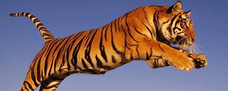 严阵以待打一生肖