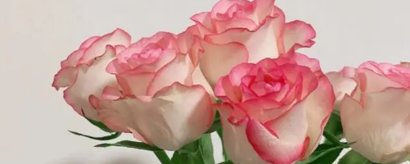 爱莎玫瑰花语真的不好吗