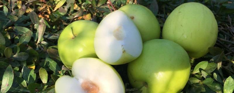 奶枣水果是什么东西