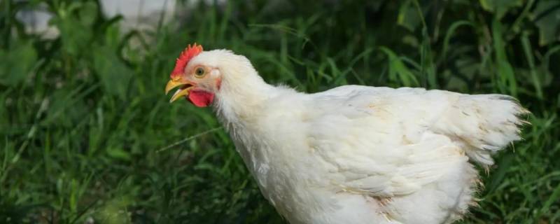 只有腿来无胳膊打一动物生肖